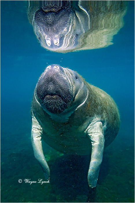 Florida Manatee 107 by Dr. Wayne Lynch &copy;